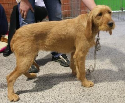 img_3381-griffon-fauve-de-bretagne.jpg