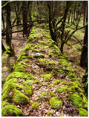 mur chemin.jpg